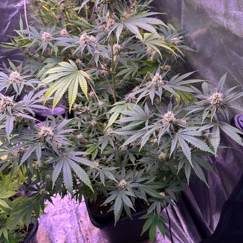 Goat‘ lato growlog timeline photo