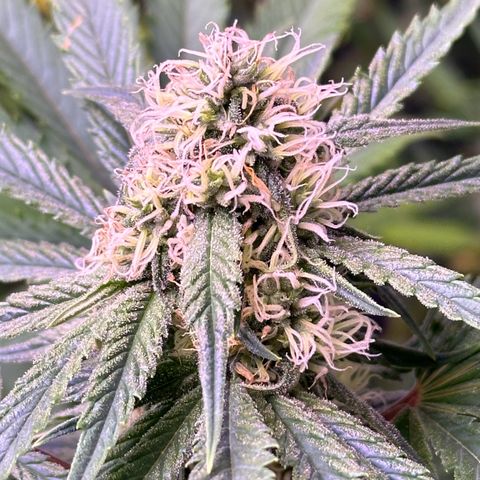 Goat‘ lato growlog timeline photo
