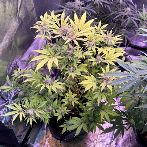 Special queen 1 growlog timeline photo
