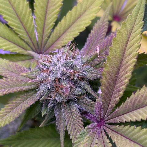 Special queen 1 growlog timeline photo