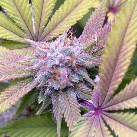 Special queen 1 growlog timeline photo