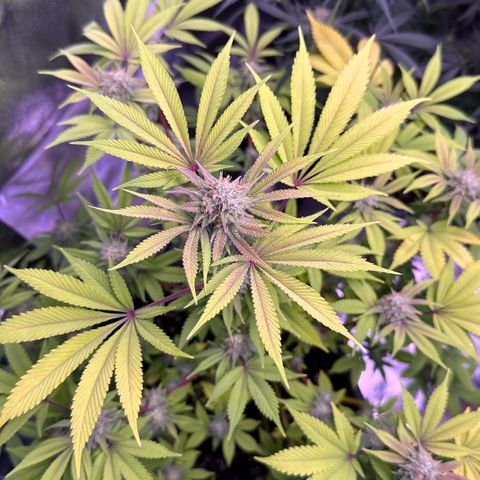 Special queen 1 growlog timeline photo