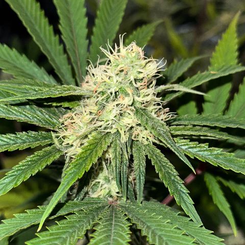 Goat‘ lato growlog timeline photo