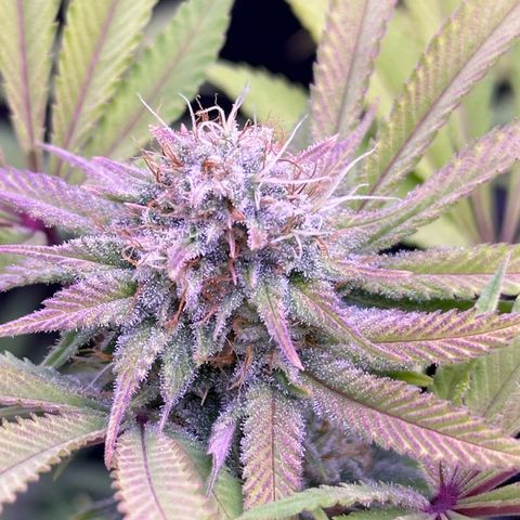 Special queen 1 growlog timeline photo