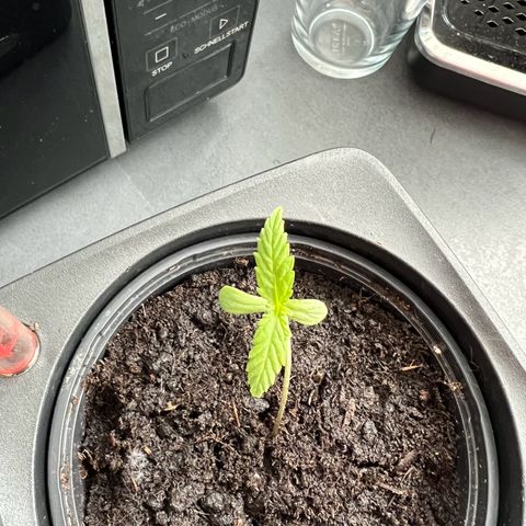Strawberry Cough Automatic growlog timeline photo