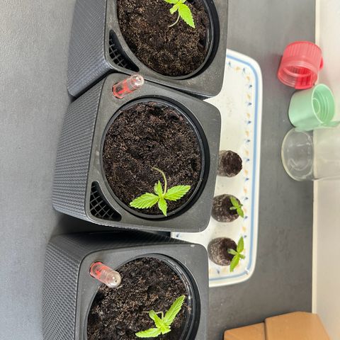 Strawberry Cough Automatic growlog photo: Die sonnigen Tage haben den Pflanzen richtig gut getan. 