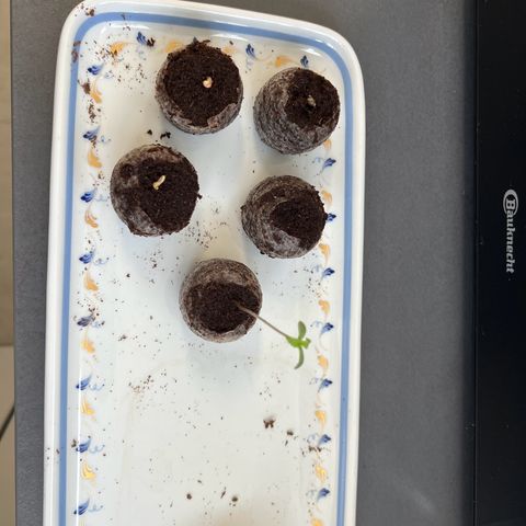Strawberry Cough Automatic growlog photo: Die anderen haben jetzt auch endlich ihre Köpfe raus gestreckt