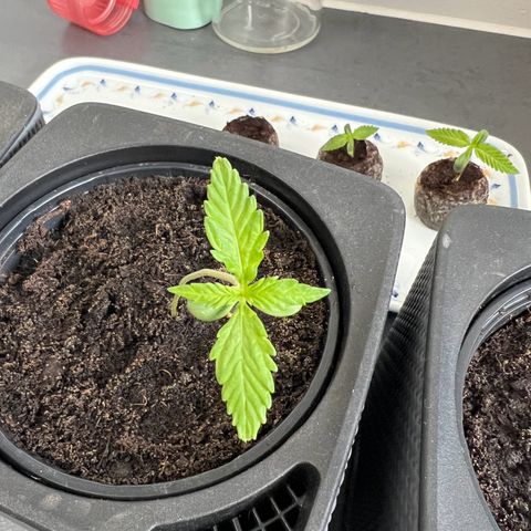Strawberry Cough Automatic growlog timeline photo