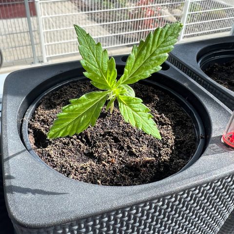 Strawberry Cough Automatic growlog timeline photo