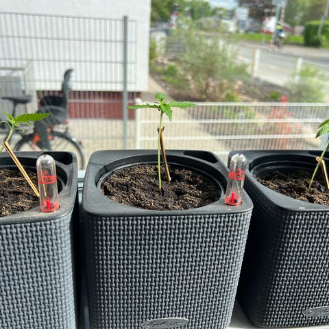 Strawberry Cough Automatic growlog timeline photo