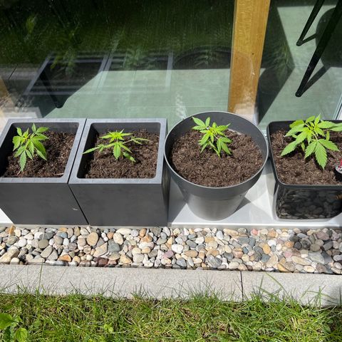 Strawberry Cough Automatic growlog timeline photo