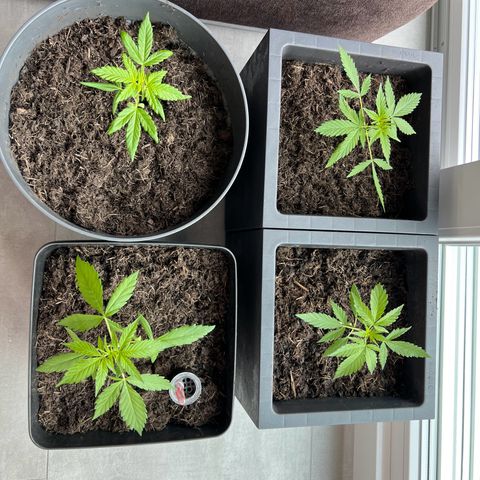 Strawberry Cough Automatic growlog timeline photo
