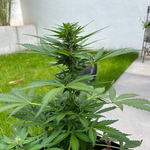 Strawberry Cough Automatic growlog timeline photo