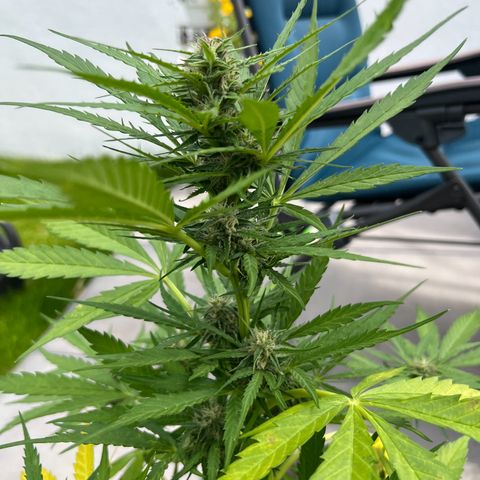 Strawberry Cough Automatic growlog timeline photo
