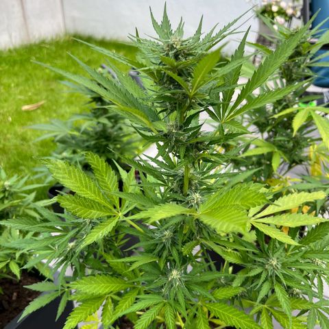 Strawberry Cough Automatic growlog timeline photo