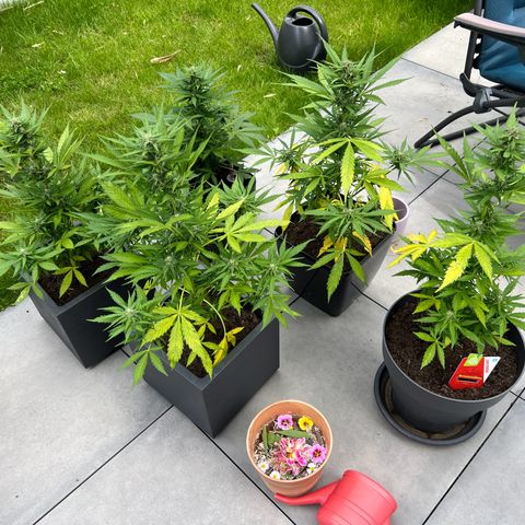 Strawberry Cough Automatic growlog timeline photo