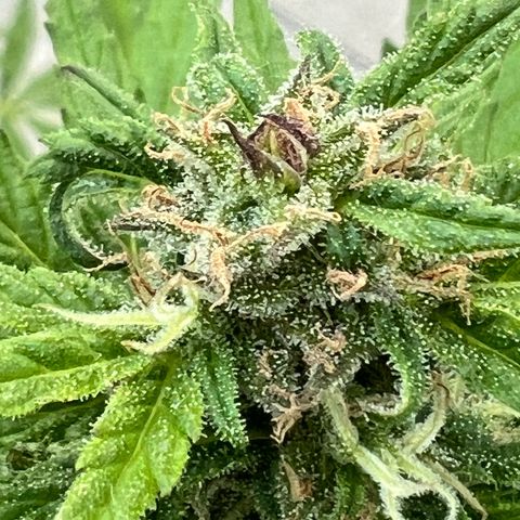 Strawberry Cough Automatic growlog timeline photo