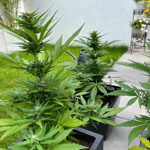 Strawberry Cough Automatic growlog timeline photo