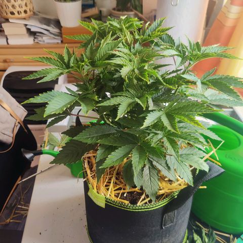 Kalini Asia Lila  growlog photo: Cutting Day
