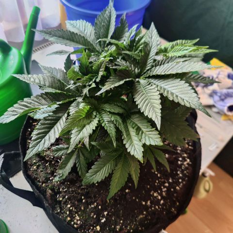 Kalini Asia Lila  growlog photo: Cutting Day