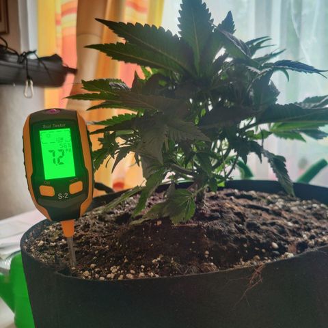 Kalini Asia Lila  growlog photo: Cutting Day