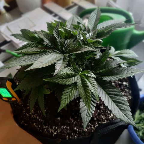 Kalini Asia Lila  growlog photo: Cutting Day