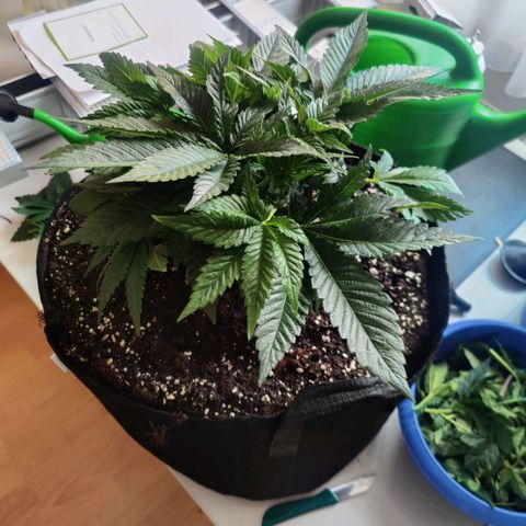 Kalini Asia Lila  growlog photo: Cutting Day