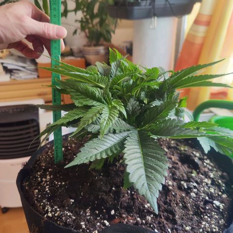 Kalini Asia Lila  growlog photo: Cutting Day