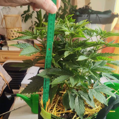 Kalini Asia Lila  growlog photo: Cutting Day