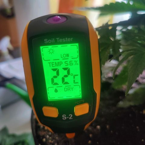 Kalini Asia Lila  growlog photo: Cutting Day