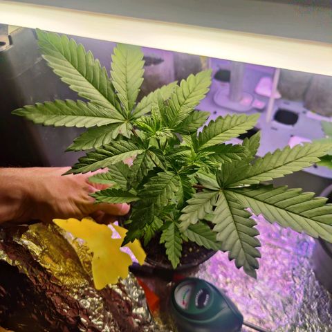 Kalini Asia Lila  growlog timeline photo