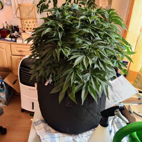 Banana Kush #1 growlog timeline photo