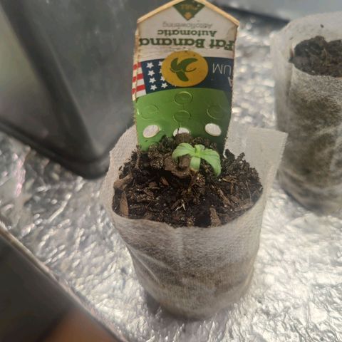 Fat banana  #1 growlog timeline photo