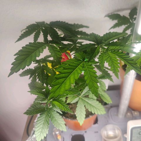Kalini Asia Lila  growlog timeline photo