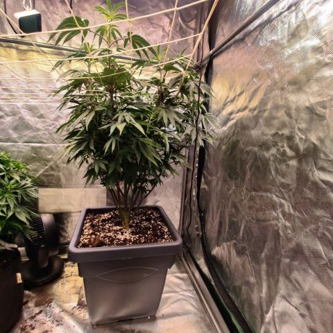 Photon Space Crack  #1 growlog timeline photo