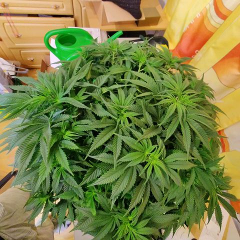 Banana Kush #1 growlog timeline photo