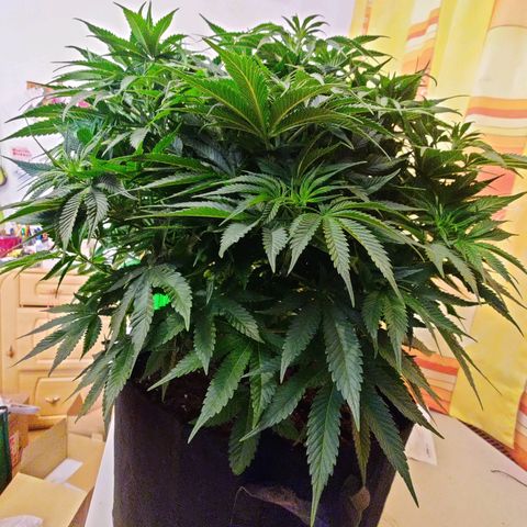 Banana Kush #1 growlog timeline photo