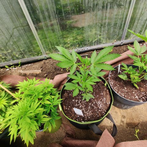 Pineapple Express #4 #1 growlog timeline photo