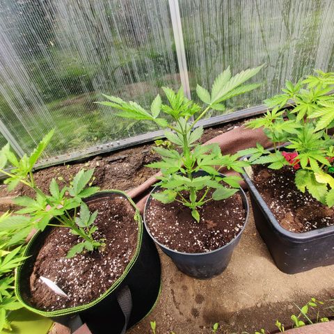 Pineapple Express #4 #1 growlog timeline photo