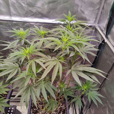 Photon Space Crack  #1 growlog timeline photo