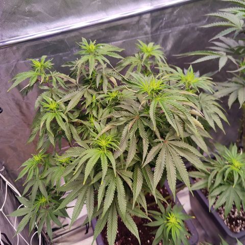 Banana Kush #1 growlog timeline photo