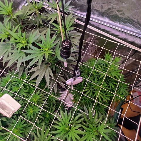 Photon Space Crack  #1 growlog timeline photo