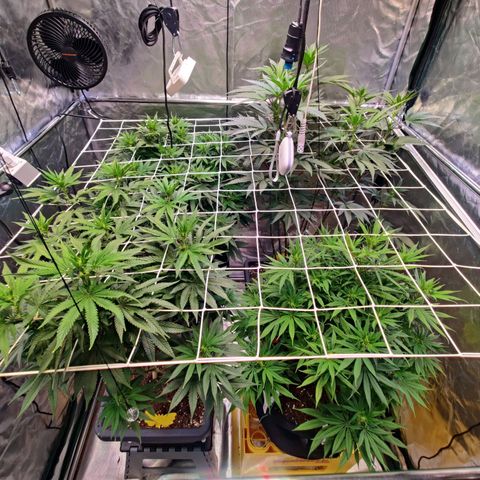 Photon Space Crack  #1 growlog timeline photo