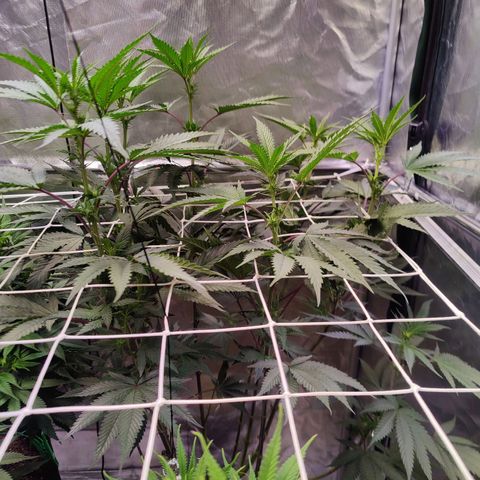 Photon Space Crack  #1 growlog timeline photo