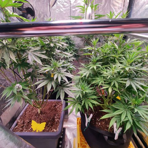 Banana Kush #1 growlog timeline photo