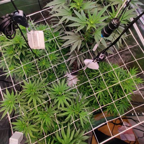 Banana Kush #1 growlog timeline photo