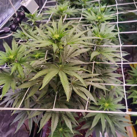 Banana Kush #1 growlog timeline photo