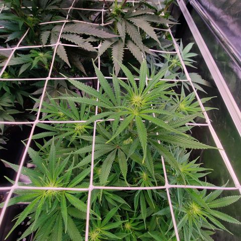 Banana Kush #1 growlog timeline photo