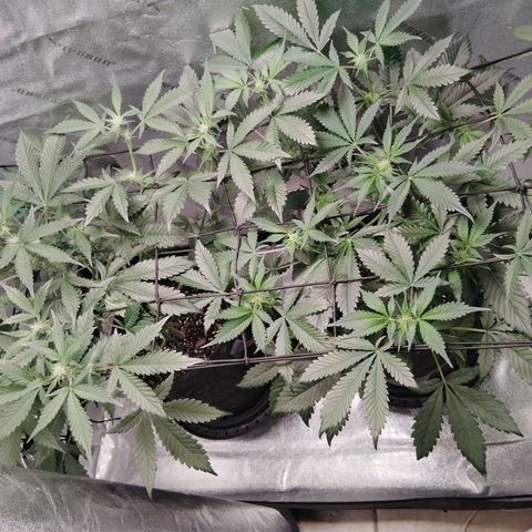 Growlog-Foto von LSD Autoflower: Rain water
5 ml silica
PH 6.5 