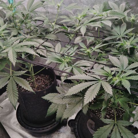 Growlog-Foto von LSD Autoflower: Rain water
5 ml silica
PH 6.5 